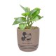 Plante en Pot Mickey Mouse Disney avec Déco Galets